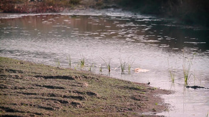 在国家公园的鳄鱼38秒视频