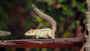国家公园的印度棕榈松鼠9秒视频