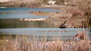在巴迪亚国家公园发现鹿29秒视频
