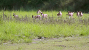 在巴迪亚国家公园发现鹿26秒视频