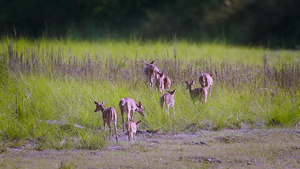 在巴迪亚国家公园发现鹿31秒视频