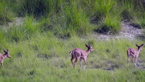 在巴迪亚国家公园发现鹿17秒视频