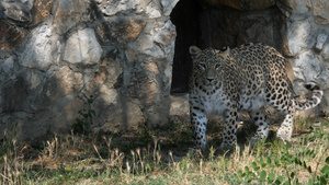 在动物园里行走的豹子23秒视频