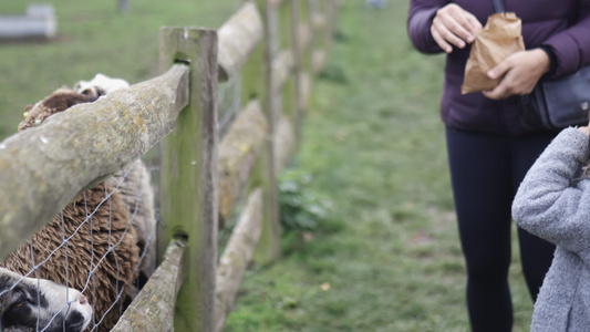 妇女与女儿通过栅栏亲手喂养棕羊和白羊视频