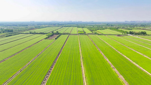 4K航拍春季万物复苏农村绿色麦田麦子茂盛生长25秒视频
