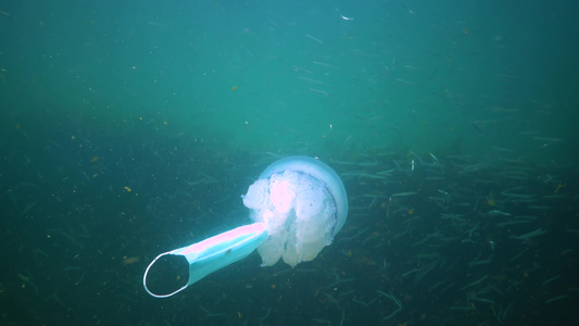 在黑海(Rhizostoma pulmo),通常称为桶状水母、易口唇水母)中漂浮在水的厚度上视频