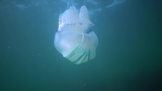 在黑海(Rhizostoma pulmo),通常称为桶状水母、易口唇水母)中漂浮在水的厚度上视频