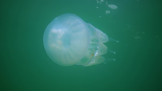 在黑海(Rhizostoma pulmo),通常称为桶状水母、易口唇水母)中漂浮在水的厚度上视频