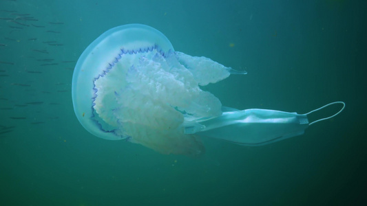 在黑海(Rhizostoma pulmo),通常称为桶状水母、易口唇水母)中漂浮在水的厚度上视频