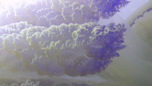 在海水中漂浮桶状水母28秒视频