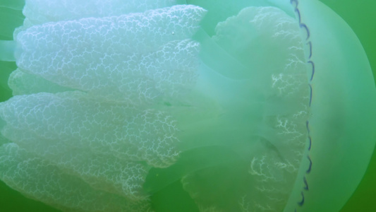 在厚度中漂浮(Rhizostoma pulmo),通常称为管状水母、易碎嘴水母)视频