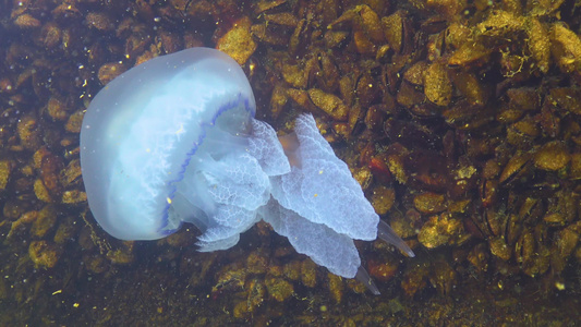 在厚度中漂浮(Rhizostoma pulmo),通常称为管状水母、易碎嘴水母)视频