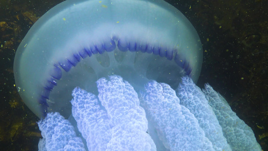 在厚度中漂浮通常称为管状水母易碎嘴水母视频