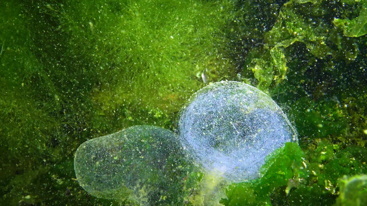 海虫、多毛类的繁殖。黑海粘液袋中的多毛类卵视频