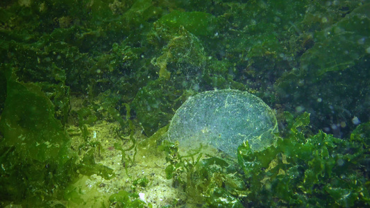在海草群中的海底软体动物视频