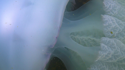 在厚度中漂浮通常称为管状水母视频