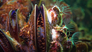 小型甲壳动物在食用浮游生物20秒视频