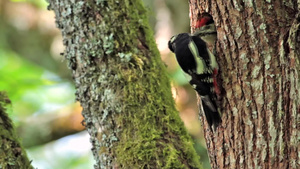 树洞中发现的大斑啄木鸟13秒视频