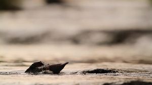 野生小鸟落在水中的石头上28秒视频