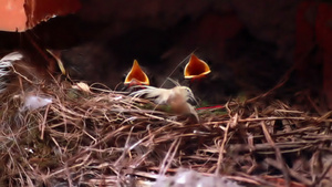 春季出生的幼鸟15秒视频
