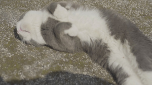 猫在地上滚动12秒视频