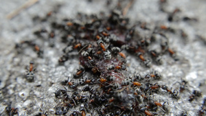 黑蚂蚁在一条死蠕虫上31秒视频