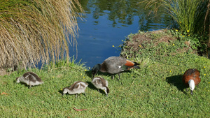 与婴儿一起的野鸭在河附近的植物园克里斯蒂奇11秒视频
