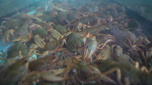 水族馆的活龙虾13秒视频