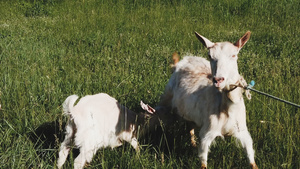 牧草中一群野羊的慢动作30秒视频