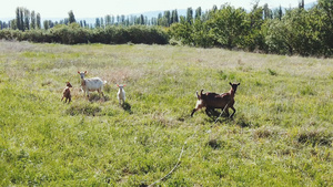 在草地上站立的一小群山羊30秒视频