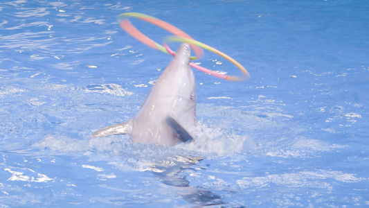 在海豚表演期间，训练有素的海豚在游泳池中绕圈旋转。虐待动物的概念。海洋动物训练理念视频