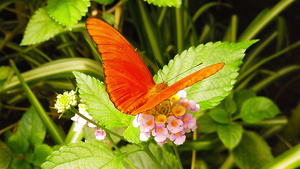 花朵上的蝴蝶21秒视频