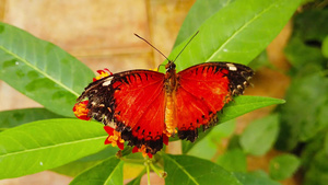 红丝蝴蝶在2号热带牛奶藻上挂有被撕碎的翅膀31秒视频