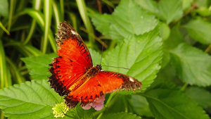 红丝蝴蝶在亚特兰大上挂有被撕碎的翅膀23秒视频