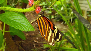 收集花蜜的老虎条纹长翼蝴蝶13秒视频