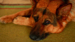 一位德国牧羊犬睡在地毯上14秒视频