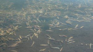 水污染死鱼翻肚子水中缺乏氧气的环境问题17秒视频