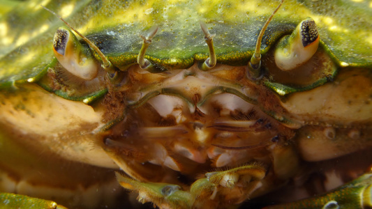 绿蟹或海岸螃蟹(carcinus maenas、calcius aestaruii)的两眼视频