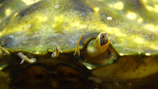 绿蟹或海岸螃蟹(carcinus maenas、calcius aestaruii)的两眼视频