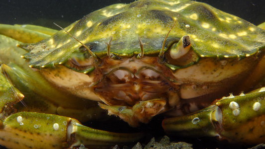 绿蟹或海岸螃蟹(carcinus maenas、calcius aestaruii)的两眼视频