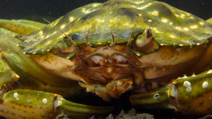 绿蟹或海岸螃蟹21秒视频