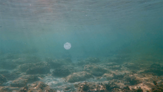 水下海鱼视频