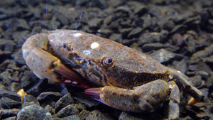 美洲豹圆螃蟹29秒视频