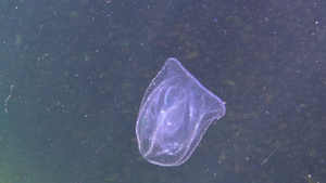 食肉性梳子水母入侵黑海水母卵巢39秒视频