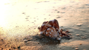 沙滩上的贝壳29秒视频