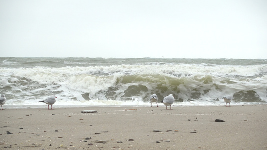 暴风雨时海鸥在海滩上视频