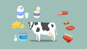 各种奶牛加工产品奶牛的加工产品奶牛和产品10秒视频
