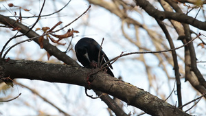 乌鸦在树上啄核桃43秒视频