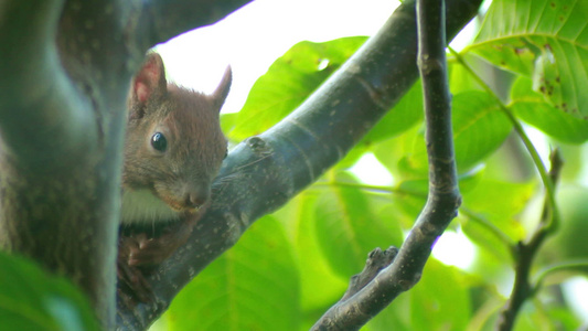 松鼠坐在树枝上视频
