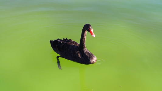 黑天鹅在池塘里游泳视频